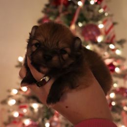 Tulip - Cream sable female Pomeranian puppy in Concord, California from Eelan’s Poms