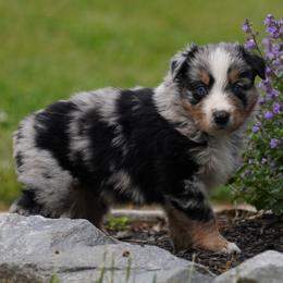 Pistachio - Blue merle male Australian Shepherd puppy in Glenville, Pennsylvania from Rolling Hills Australian Shepherds