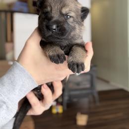 German Shepherd Puppies from Von Dem Flussufer