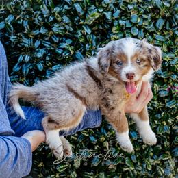 Crystal - Red merle female Aussiedoodle puppy in Kennesaw, Georgia from Distinctive Doodle