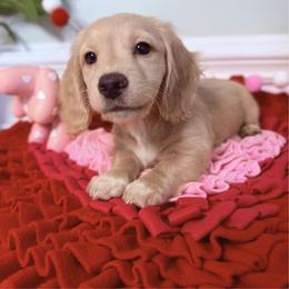 Kringle - Cream male Dachshund puppy in Rockwell, North Carolina from Lucy’s Mini Doxies