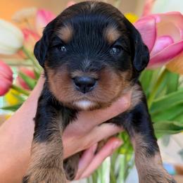 Cowboy - Black and tan male Assorted Doodle Crosses puppy in Yuciapa, California from AlltheDoodlez_
