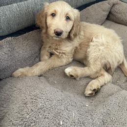 Labradoodle Puppies from CC Labradoodles