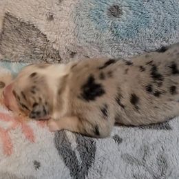 Australian Shepherd Puppies from Nicole Brinton