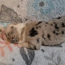 Australian Shepherd Puppies from Nicole Brinton