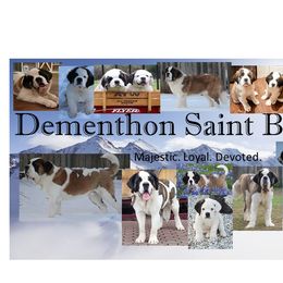 Saint Bernard Puppies from Dementhon Saint Bernards