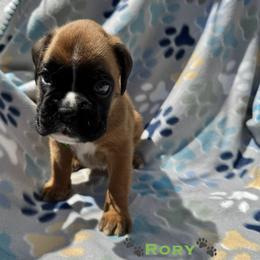 Rory - Fawn male Boxer puppy in Cicero, New York from MK Boxer Haven of CNY