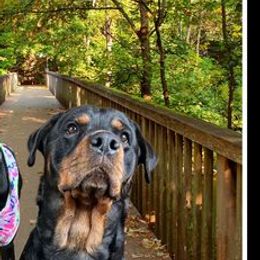 Doberman Pinschers and Rottweilers from House Of The Bold