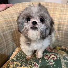 Joy - Shih Tzu