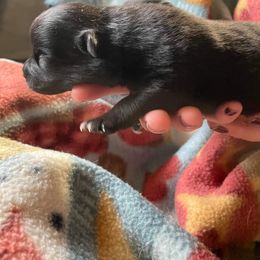 Pomeranian Puppies from Paradise Point Pomeranians