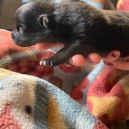Pomeranian Puppies from Paradise Point Pomeranians