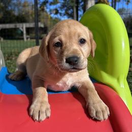 Betty (Ong) - Yellow female Labrador Retriever puppy in Alger, Ohio from Osborne Family Retrievers