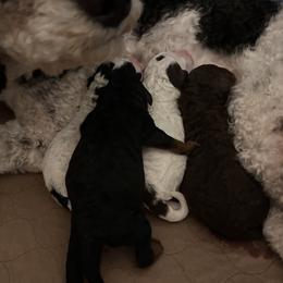 Bernedoodle puppies from Lynes of Doodles