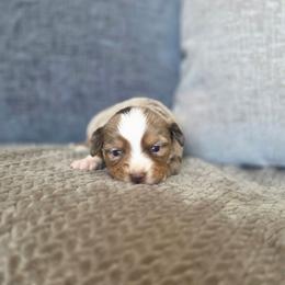 Brandy - Red merle female Miniature Australian Shepherd puppy in Killen, Alabama from Wilkers Wholehearted Mini Aussies