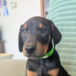 Party Popper - Black and rust male Doberman Pinscher puppy in Valley View, Texas from Daystar Dobermans