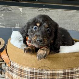 Mr. Orange-2400 - Black and cream male Dachshund puppy in Ocala/Gainesville, Florida from From the Heart Doxies