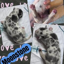 Moonstone - Harlequin male Great Dane puppy in Wellsville, New York from Prophecy Danes