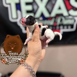 Groot - Black and tan parti male Pomeranian puppy in Eagle Pass, Texas from Texas Tumbleweed Poms