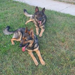 German Shepherds from The Shepherds' House