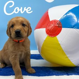Golden Retriever Puppies from Nirvana Goldens