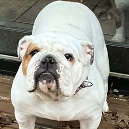 Molly - Bulldog