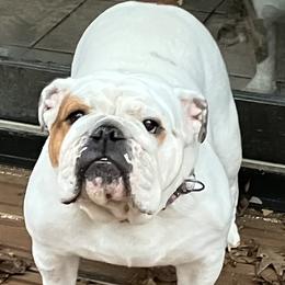 Molly - Bulldog