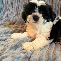 Orange collar - Black and white male Shorkie puppy in Staten Island, New York from Sensational Shorkies