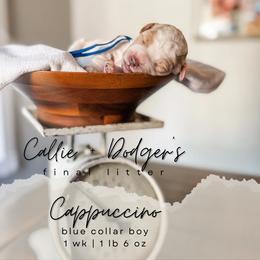 Cappuccino - Parti male Goldendoodle puppy in Tacoma, Washington from Peninsula Doodles