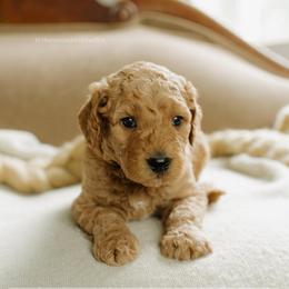 Mike - Red  male Goldendoodle puppy in Hiddenite, North Carolina from Rose and Reid Doodles