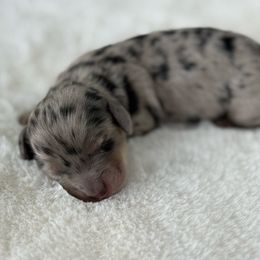 Obsidian sky - Dapple male Dachshund puppy in Sacramento, California from HEFFERNAN HOUNDS