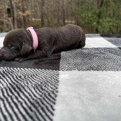 Light Pink Collar - Chocolate female Boykin Spaniel puppy in Carlton, Georgia from Weavers Kennels