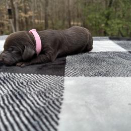 Light Pink Collar - Chocolate female Boykin Spaniel puppy in Carlton, Georgia from Weavers Kennels