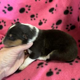 Girl 5 - Black white and tan female Collie puppy in Bad Axe, Michigan from Collie Campo