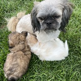 Shih Tzu Puppies from Wachowicz Shihtzu