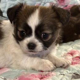 Chihuahua Puppies from So Sweet Chihuahuas