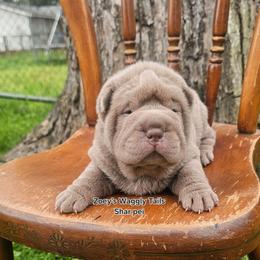 Raj - Lilac dilute male Chinese Shar-Pei puppy in Minden, Louisiana from Zoey's Waggly Tails