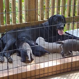 Avery - Dilute Retriever