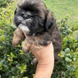 Girl 2 - Chocolate and tan female Shih Tzu puppy in Ocala, Florida from Mimi's Shih-tzus of Ocala
