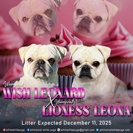 Girl 1 - White female Pug puppy in Cleveland, Ohio from Whimsical White Pugs - Quality Comes First