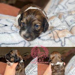 Shaggy - Piebald male Dachshund puppy in Hornbeck, Louisiana from A&Z Mini Dachshunds