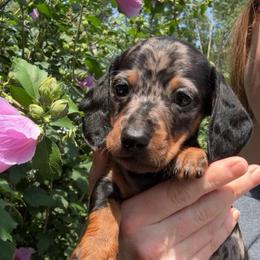 Ryker - Dapple male Dachshund puppy in Richmond, Kentucky from Cemcade Dachshunds
