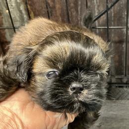 Eenie - Gold male Shih Tzu puppy in Pleasant Shade, Tennessee from Kuntry Tyme Shih Tzus