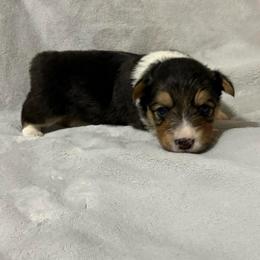 Full fluffy Boss - Black and white male American Corgi puppy in Decatur, Texas from Bar S Corgis