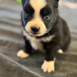 Baby Spice - Black and white female Pomsky puppy in Gunter, Texas from The Painted Pomsky