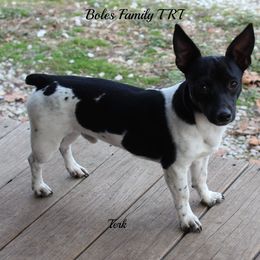 Terk  - Teddy Roosevelt Terrier