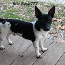 Terk  - Teddy Roosevelt Terrier