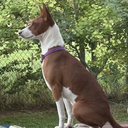 Freckles - Basenji