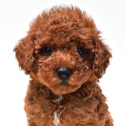 Frankie - Red male Cavapoo puppy in Temecula, California from Designer Doodles