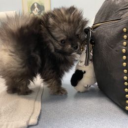 Pomeranian Puppies from Heartlove Poms