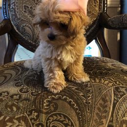 Maltese, Maltipoo, and Poodle Puppies from Healing Pawz LLC
